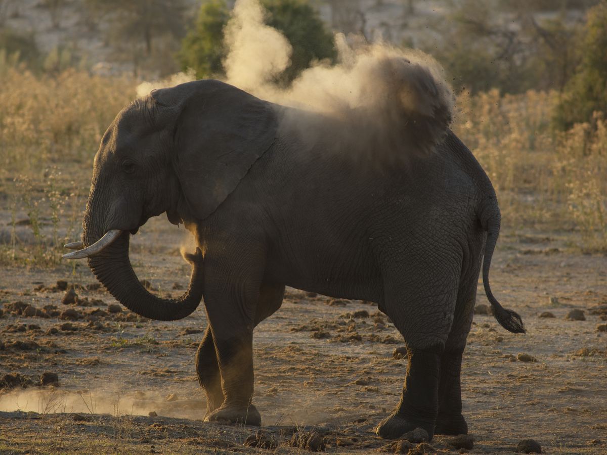 Elephant dust-bathing in the Okavango Basin
